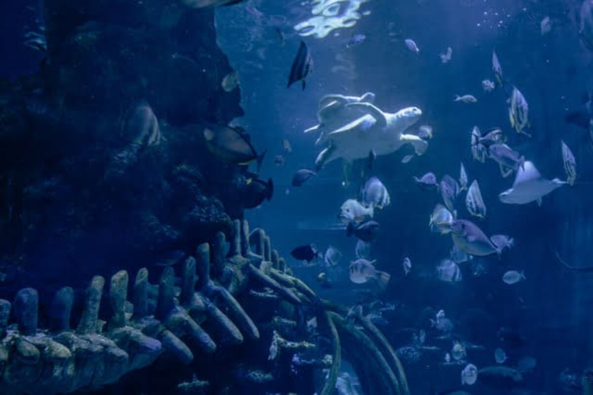 Visiter le Sea Life Aquarium de Londres