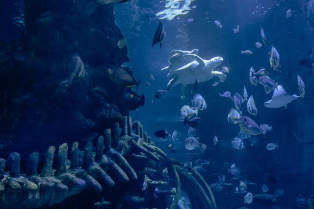 Aquarium Sea Life tortue