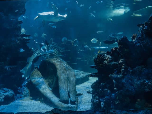 Aquarium Sea Life squelette baleine avec tortue