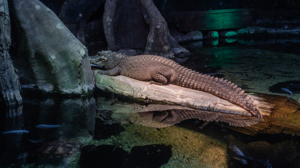 Aquairum Sea Life crocodile nain