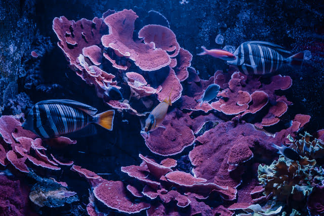 Sea Life coraux