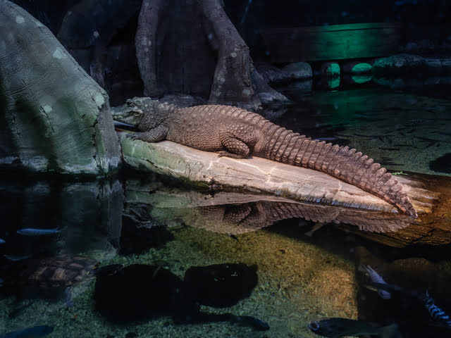 Aquairum Sea Life crocodile nain