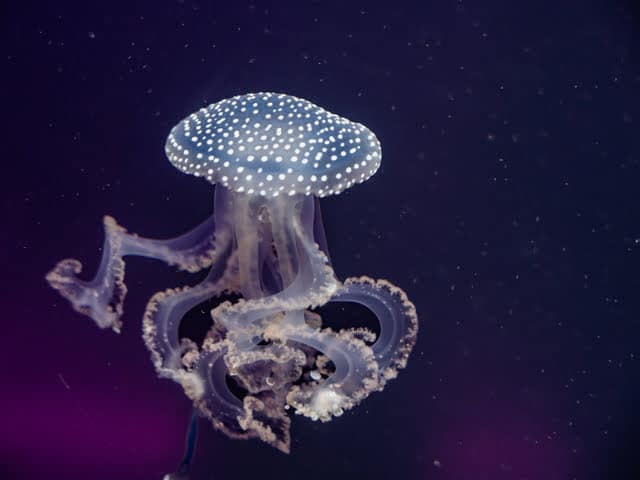 Aquarium Sea Life meduse à pois blancs