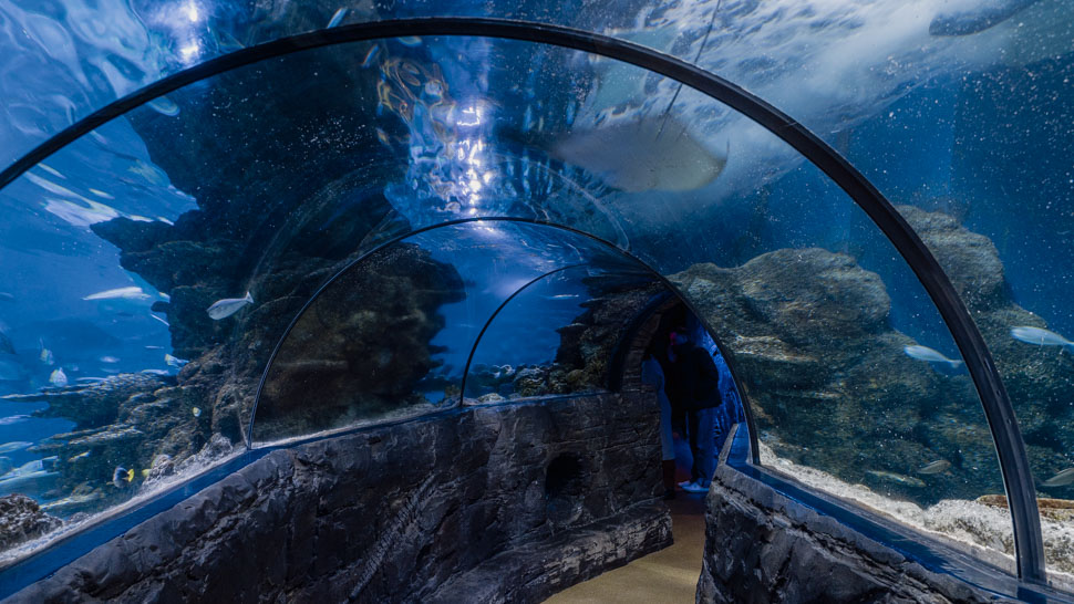 Sea Life tunnel en verre