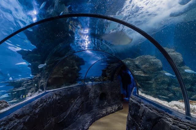 Sea Life tunnel en verre