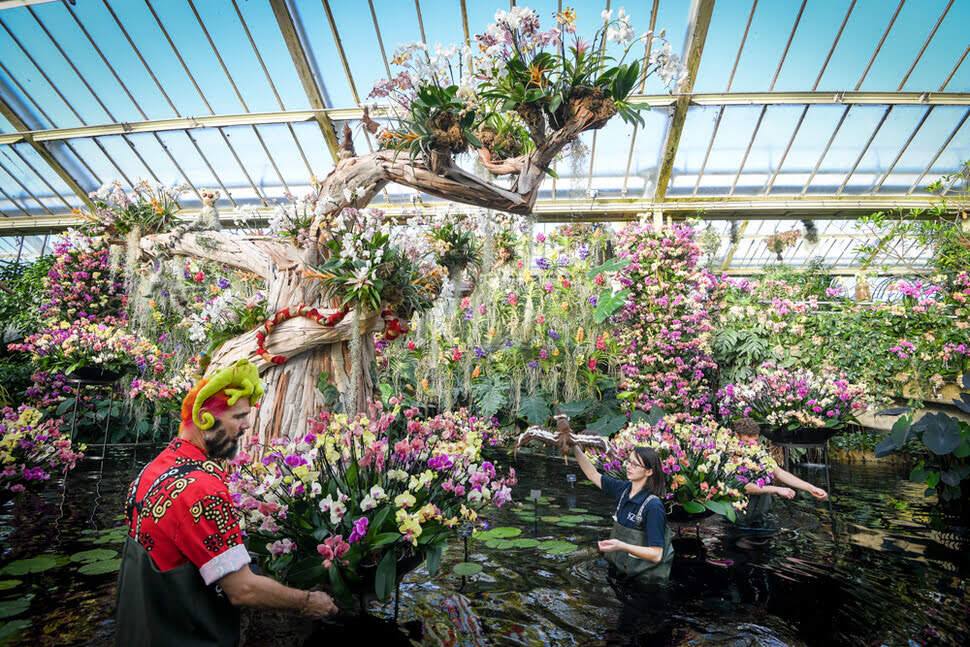 Fête des orchidées à Kew Gardens