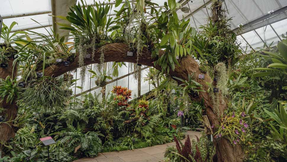 Orchidées dans la serre Princesse of Wales Conservatory