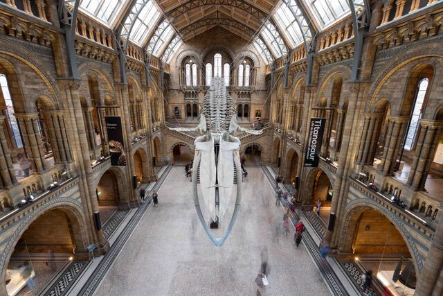 Musee-histoire-naturelle-londres