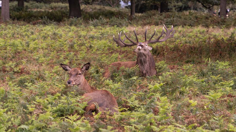 Cerf et biche au parc de Richmond