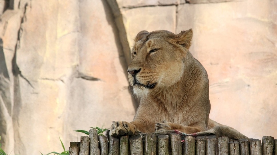 zoo-londres