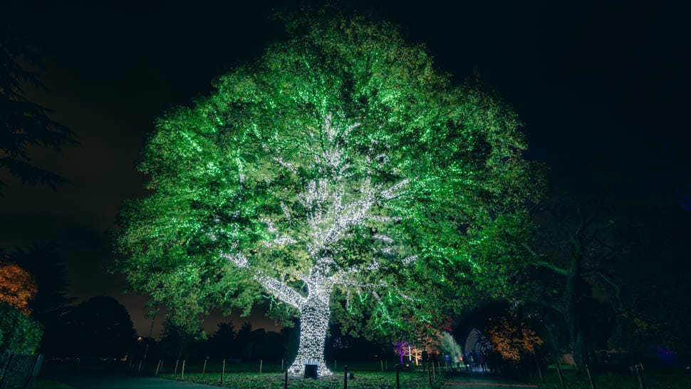 christmas-kew-noel Turkey Oak