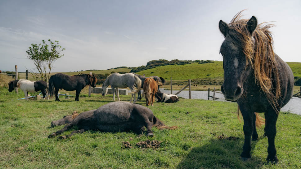 Chevaux-seven-sisters